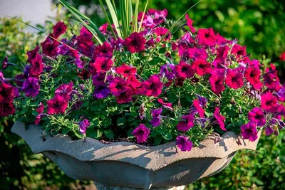 12 любимых лучших однолетних цветов для вашего сада — фото, описание, сроки  посадки | Дача - это маленькая жизнь | Дзен