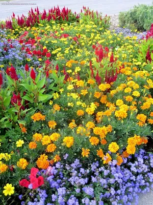 Когда высевать семена цветов в открытый грунт? - посадка, уход, фото, как  вырастить и собрать урожай - «Блог Флориум.юа» 2024