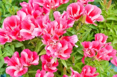 28 однолетников с розовыми цветками (фото, названия, описания) | В цветнике  (Огород.ru)
