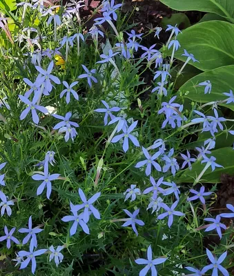 Самые неприхотливые цветы для дачи: список однолетних и многолетних  растений — Ozon Клуб