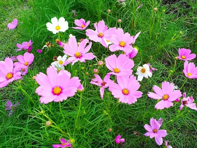 Цветочный сад на подоконнике: как вырастить садовые цветы дома – Soncesad  Цветочный сад на подоконнике: как вырастить садовые цветы дома – Soncesad