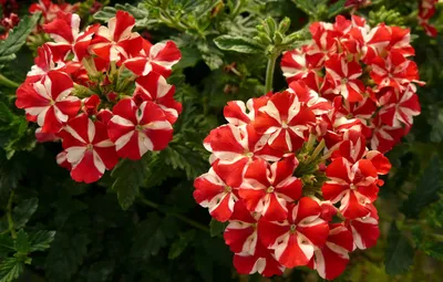 13 идей для клумбы на солнцепёке: цветы, которые не боятся жары —  Roomble.com