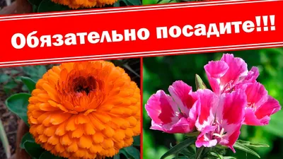 Сам себе цветовод: топ-10 цветов-самосевок | В цветнике (Огород.ru)