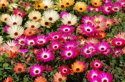 Лучшие однолетние цветы для вашей дачи, фото | Сажаем Сад