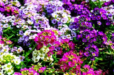 Однолетние цветы для дачи - 140 фото лучших неприхотливых цветов