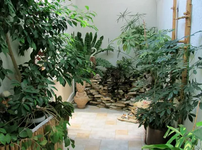 Зимний сад в квартире: особенности обустройства | ⏩ Блог vitan.by