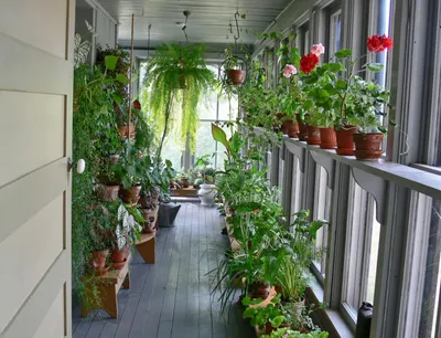 Как обустроить зимний сад на лоджии в квартире, чтобы он радовал пышной  зеленью круглый год