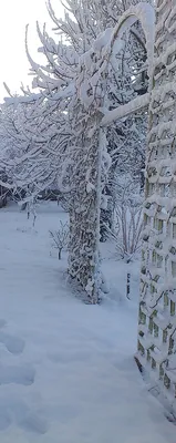 Ландшафтный дизайн зимнего сада в Нижнем Новгороде под ключ
