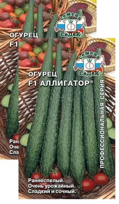 GL Seeds - Огурец Аллигатор F1 - Купить семена, товары для сада, огорода в  интернет магазине \"Агро-Store\"