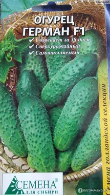 Семена Огурец \"Герман\" купить по цене 139.24 ₽ в интернет-магазине  KazanExpress