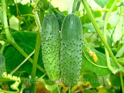 Купить Семена огурца Конкурент 1 г Vinel' Seeds с доставкой по Украине в  интернет-магазине Агронабор - 647533597