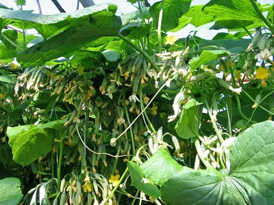 Пучковые огурцы: как вырастить и получить богатый урожай | На грядке  (Огород.ru)