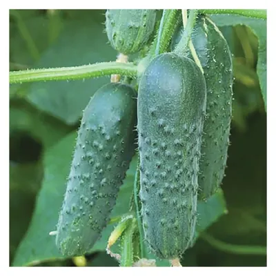 Целая армия огурцов - пучковые огурцы - Good Harvest | Семена | Удобрения |  Средства защиты растений