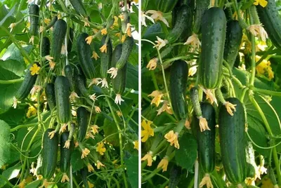 7 причин, почему я посею в этом году огурцы, растущие пучками | УЧЕНЫЙ  АГРОНОМ | Дзен