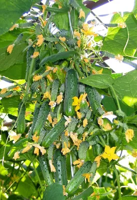 Преимущества пчелоопыляемых и самоопыляемых огурцов - «Блог Флориум.юа»