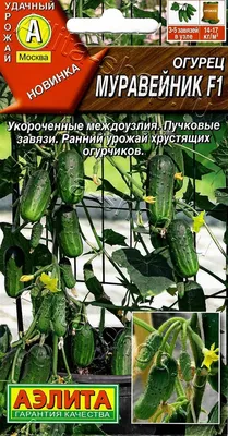 Пучковые огурцы, как выбрать сорт или гибрид | agrobook.ru