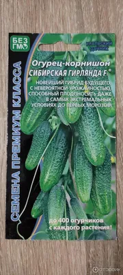 Семена огурец \"Сибирская гирлянда F1\" букетного типа завязей -  «Замечательный и очень плодовитый сорт огурцов для выращивания на балконе»  | отзывы