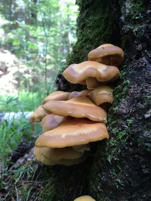 Камчатка фото: Береза Эрмана, или каменная береза, и грибы-паразиты,  растущие на дереве - Флора полуострова Камчатка - Петропавловск-Камчатский,  Камчатка фотография
