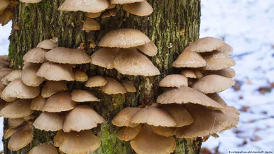 На хоботе дерева березы вырастите съестные пластинчатые грибы меда грибов  Стоковое Фото - изображение насчитывающей мох, бело: 88347720