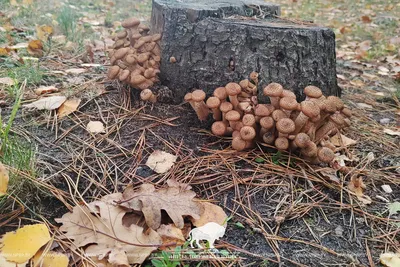 Осенью грибы растут на деревьях Стоковое Фото - изображение насчитывающей  пуща, рождество: 166032818