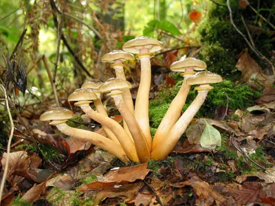 Опята: как вырастить отличные грибы из фирменного мицелия, прямо в вашем  саду и даже дома – пошаговая инструкция