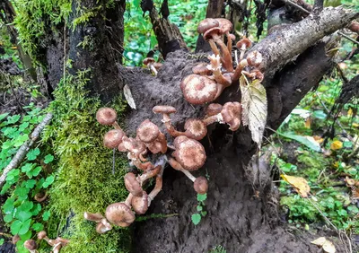 Как распознать осенние опята среди других грибов - в Беловежской пуще  рассказали