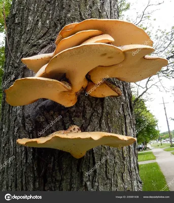 Растут на деревьях: эти грибы можно собирать даже зимой