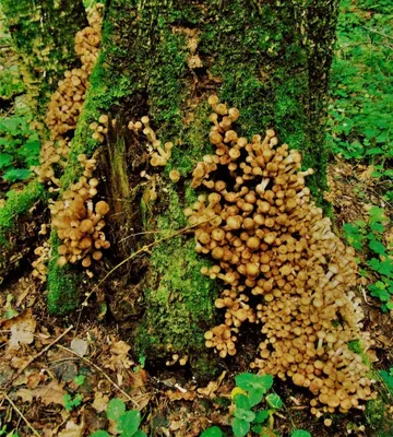 грибы растут на березе осенью Стоковое Фото - изображение насчитывающей  мох, мед: 161167712