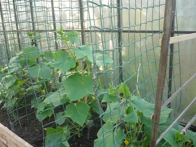 Выращивание огурцов на шпалере в открытом грунте. Фото. -