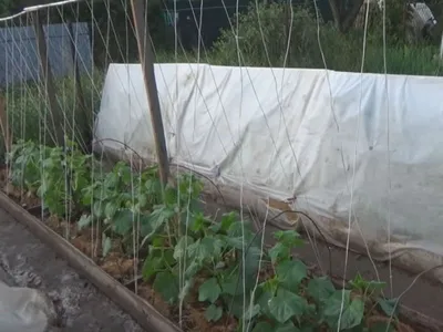 Выращивание огурцов на шпалере в открытом грунте, как подвязать к  конструкции
