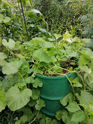Выращивание огурцов на шпалерной сетке или шпагате
