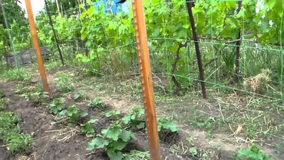 Шпалера для огурцов: простой способ получения отличного урожая