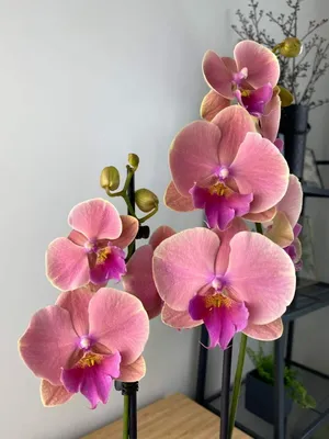 Орхидея Фаленопсис Сансет Киз Биг Лип 2 ст купить в Москве с доставкой |  Магазин растений Bloom Story (Блум Стори)