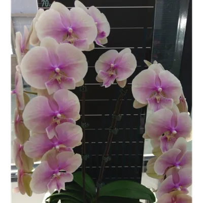 Орхидея Phal. Lianher Rainbow big lip - купить, доставка Украина