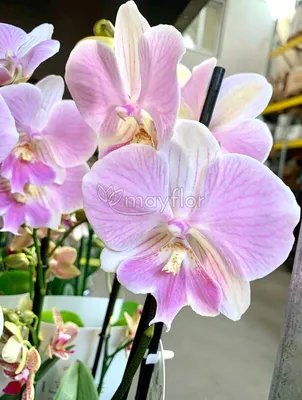Орхидея Фаленопсис 2 рр Биг лип пинк 12/50: купить оптом в Москве
