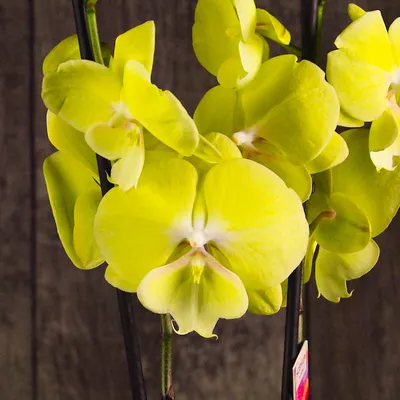 Орхидея фаленопсис биг лип купить с доставкой