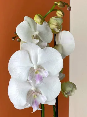 Орхидея Фаленопсис Леонтин Биг Лип 2 ст купить в Москве с доставкой |  Магазин растений Bloom Story (Блум Стори)