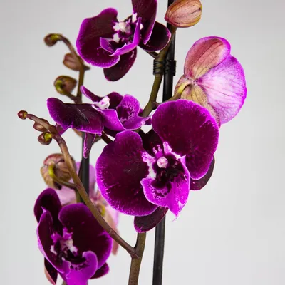 Орхидея Биг Лип купить | Редкие фаленопсисы