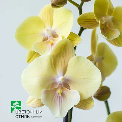 Орхидея фаленопсис биг лип - особенности сорта