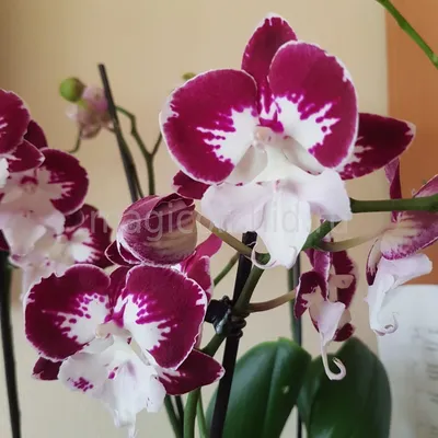 Орхидея фаленопсис огромный Биг лип | отзывы