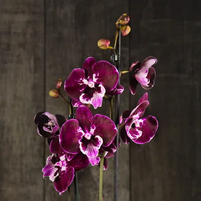 Купить «Орхидея биг лип белоснежная» с доставкой в Чите - «Flowers World»