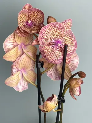 Орхидея фаленопсис биг лип купить в Москве