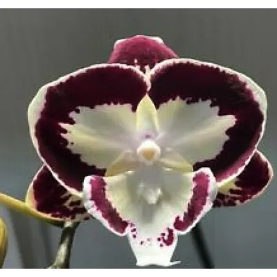 Орхидея Фаленопсис Калейдоскоп Трилипс Биг Лип купить в Москве с доставкой  | Магазин растений Bloom Story (Блум Стори)