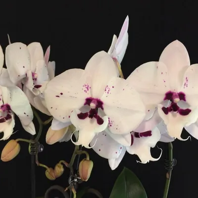 ПЫШНОГУБЫЕ ОРХИДЕИ 🌸обзор цветущих орхидей БИГ ЛИП ов - YouTube