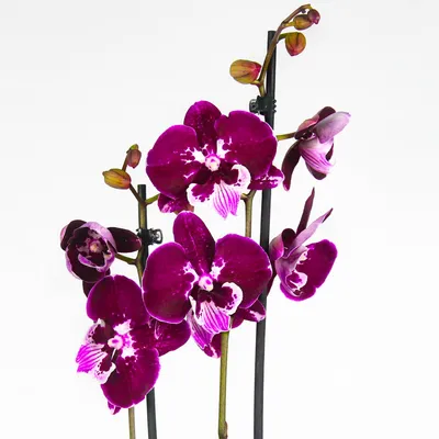 Орхидея Фаленопсис Биг Лип Рейонг Принцесс 2 ствола в Москве