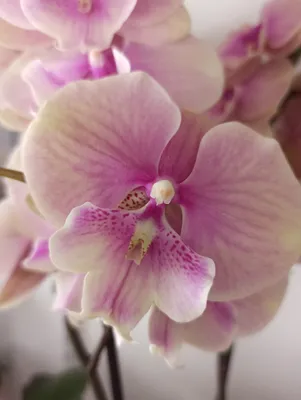 Фаленопсис СИНГОЛО Биг Лип и ВАНДА. Новые орхидейки в моей коллекции -  YouTube