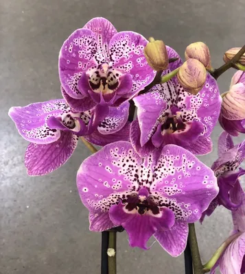 Что такое орхидея биг лип? | Марина | Дзен