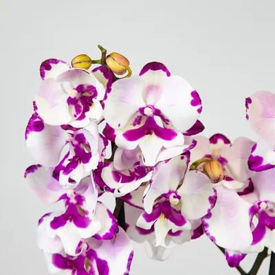 Орхидея Фаленопсис Биг Лип Молния 2 ст