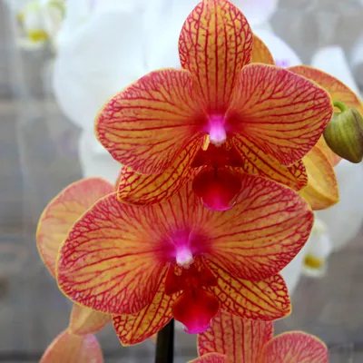 Орхидея фаленопсис (биг лип) — купить в Красноярске. Горшечные растения и  комнатные цветы на интернет-аукционе Au.ru