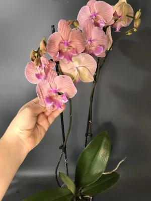 Орхидея Биг лип 1086-41 Подросток 3,5 (ID#1384034585), цена: 255 ₴, купить  на Prom.ua